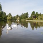 Swan Sanctuary